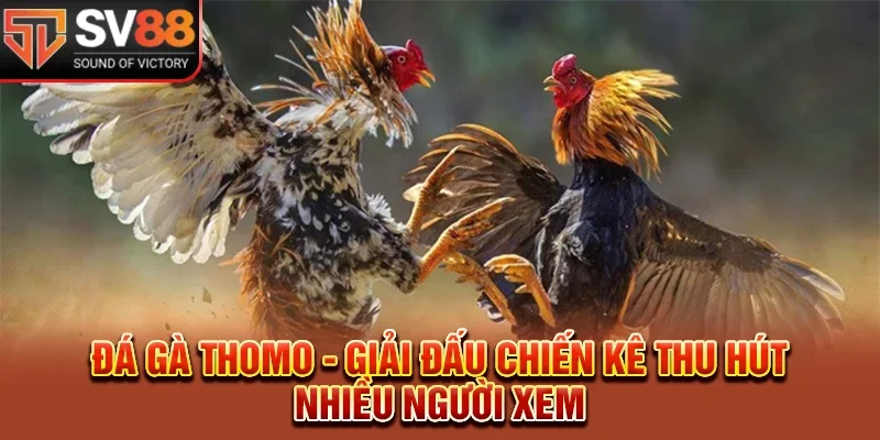 Đá Gà Thomo - Giải Chiến Kê Hot Hit Thu Hút Nhiều Người Xem 